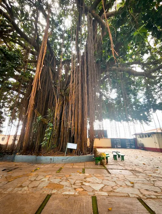 Kum Tree. Explore Kumasi Manhyia Palace Museum