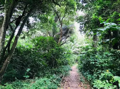 Pathway at KNUST botanical garden. The garden city of Kumasi. Explore Kumasi